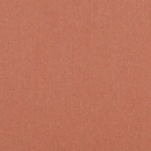 Carnival Plain-Spice