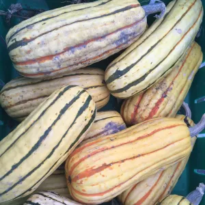 Courge Delicata Zeppelin - semences bio