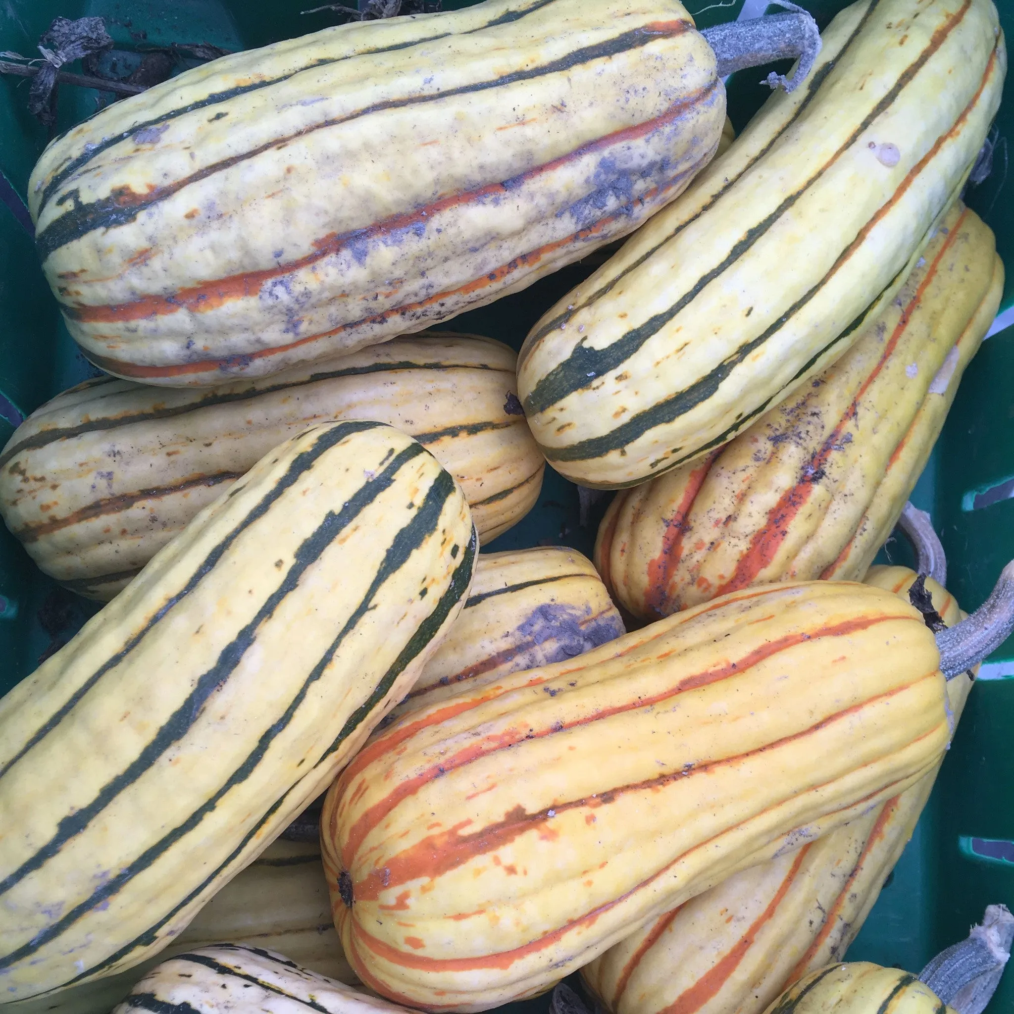 Courge Delicata Zeppelin - semences bio