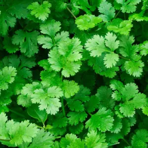 Leisure Splits Cilantro Seeds