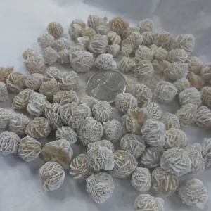 Mini Desert Rose
