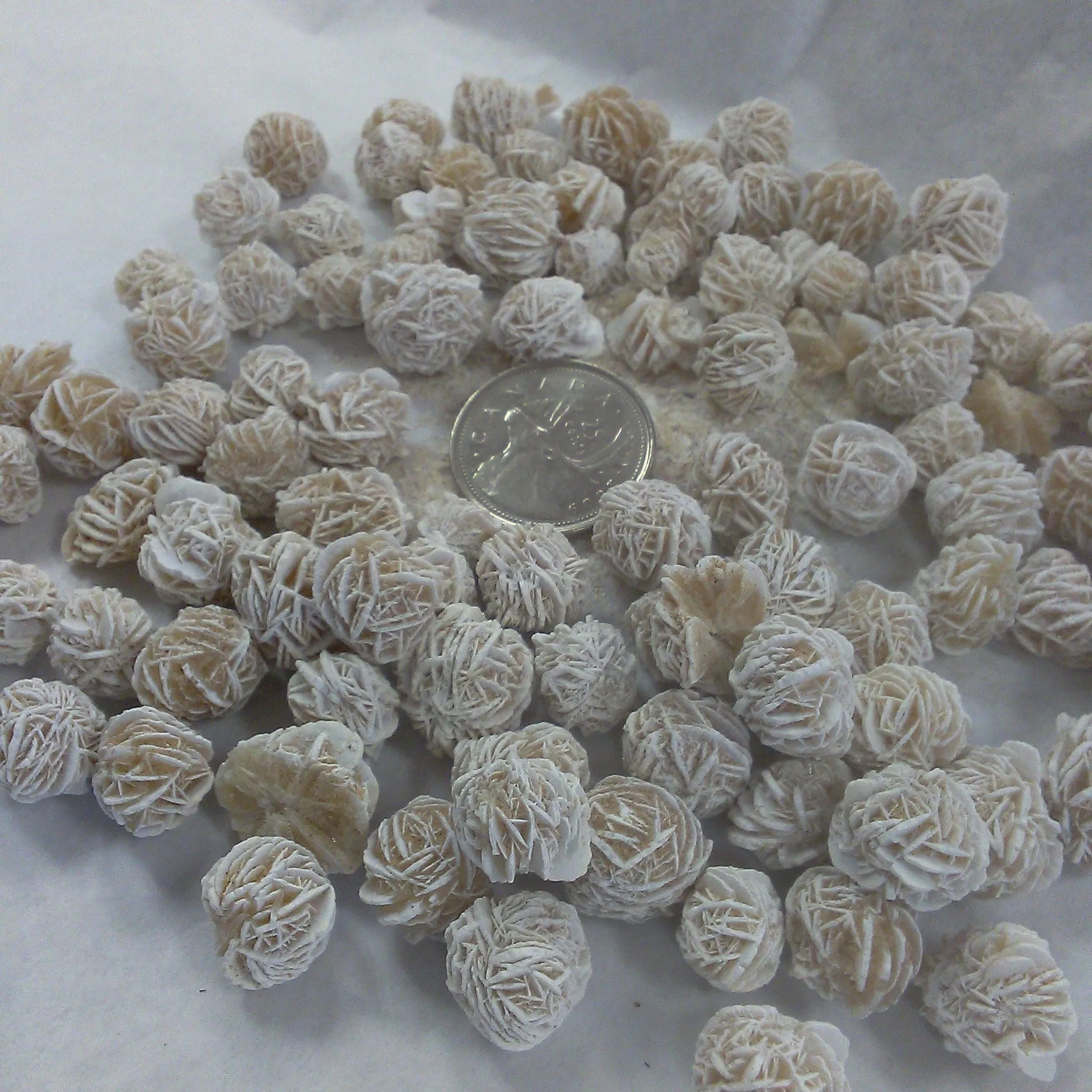 Mini Desert Rose