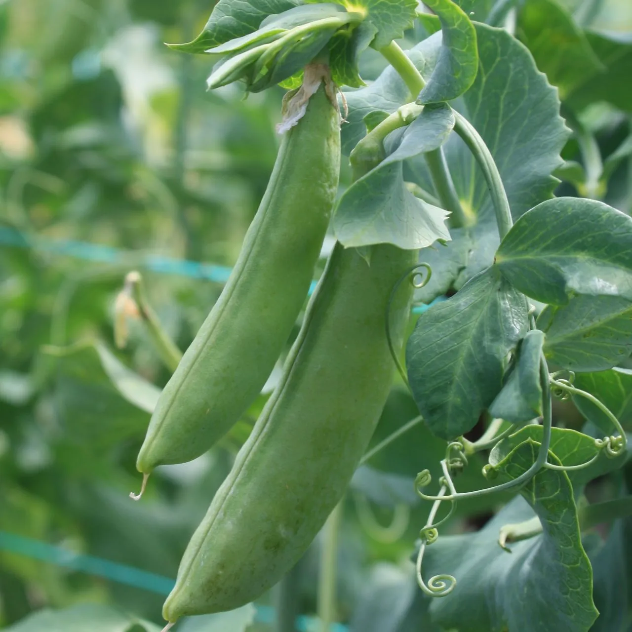 Pois Mange-Tout Cascadia - semences bio