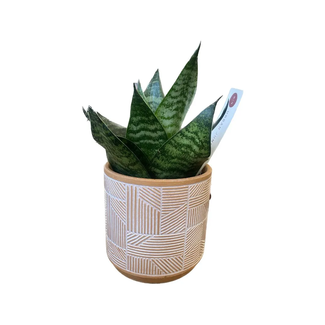 Sansevieria SP. with Petite Lino Pot